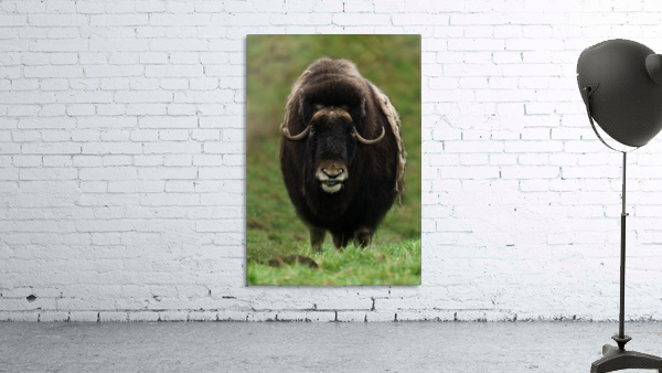 Muskox Wall Preview