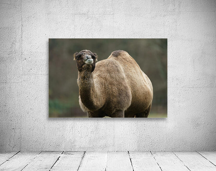 Camel Wall Preview
