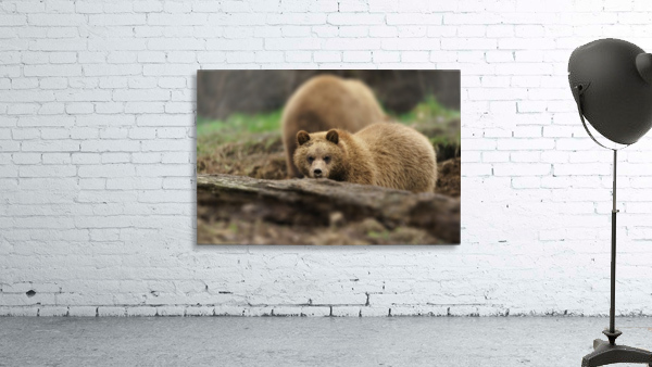 Grizzly Bear Wall Preview