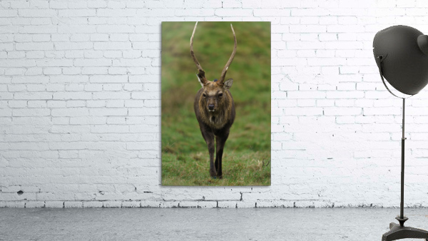 Deer Wall Preview