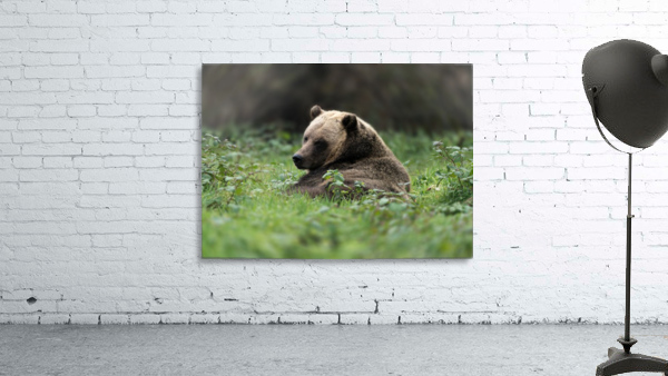 Grizzly Bear Wall Preview