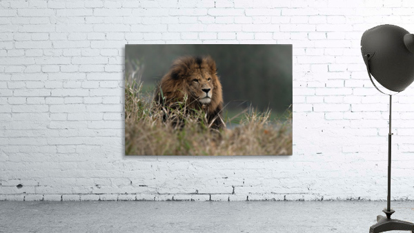 Lion Wall Preview
