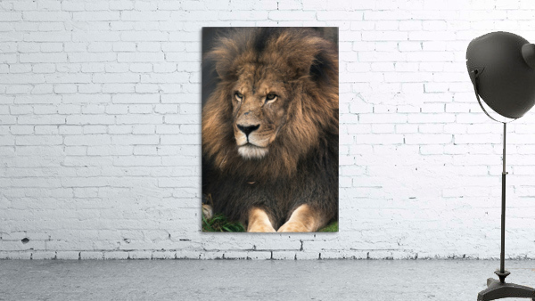 Lion Wall Preview