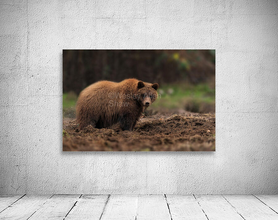 Grizzly Bear Wall Preview