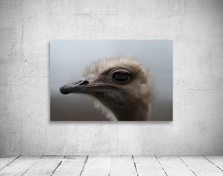Ostrich Wall Preview