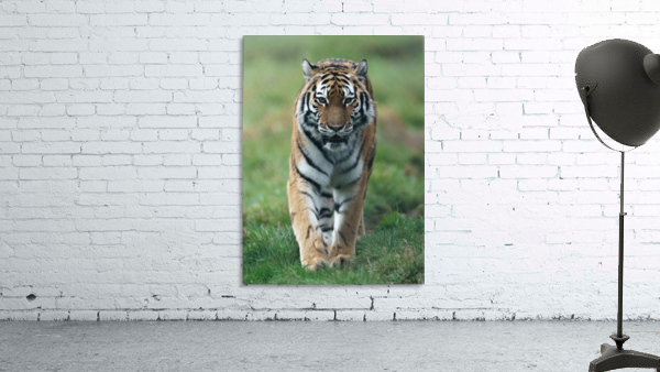 Siberian Tiger Wall Preview