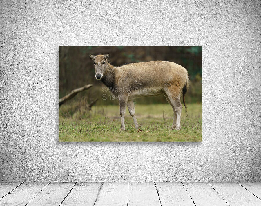 Reindeer Wall Preview
