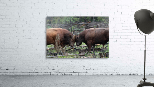 Bulls Wall Preview