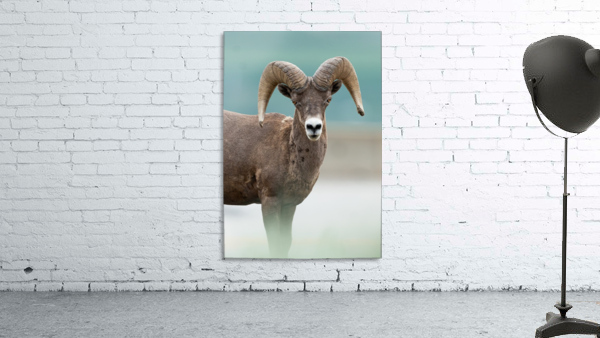Bighorn Sheep Wall Preview