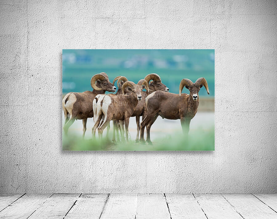 Bighorn Sheep Wall Preview