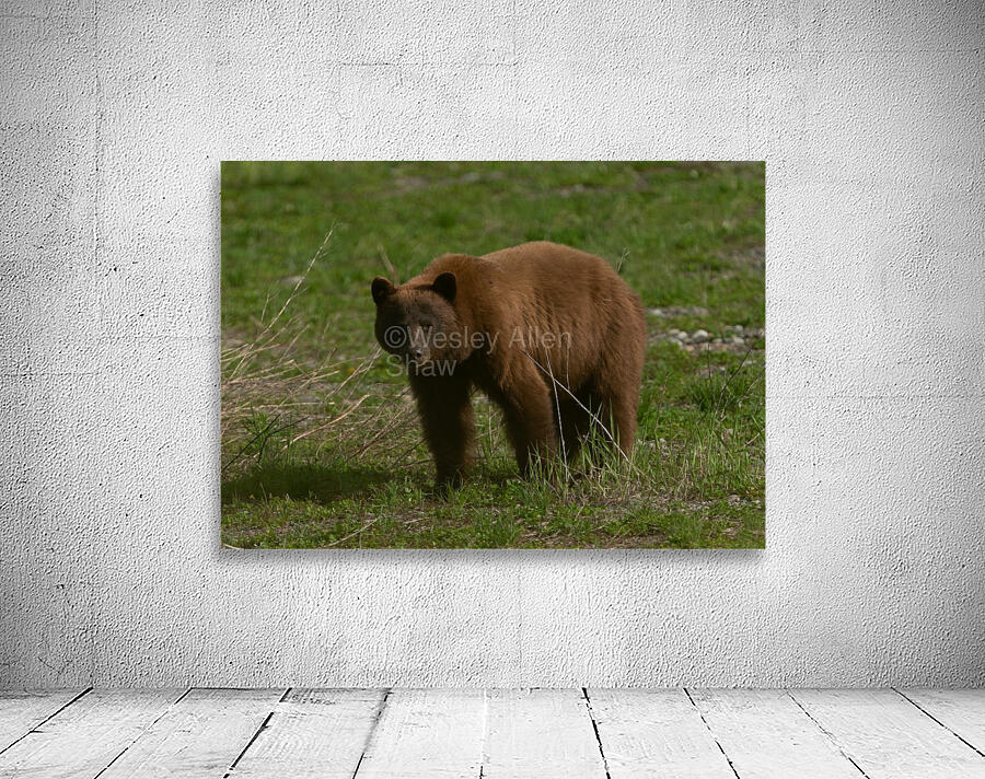 Cinnamon Black Bear Wall Preview