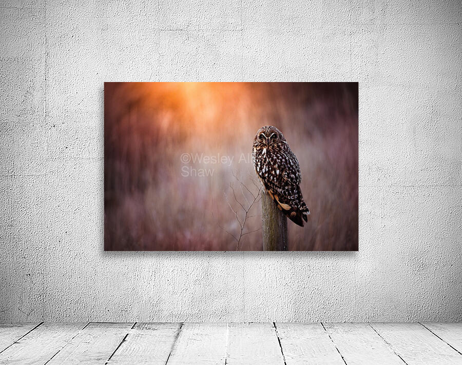 OWL Wall Preview