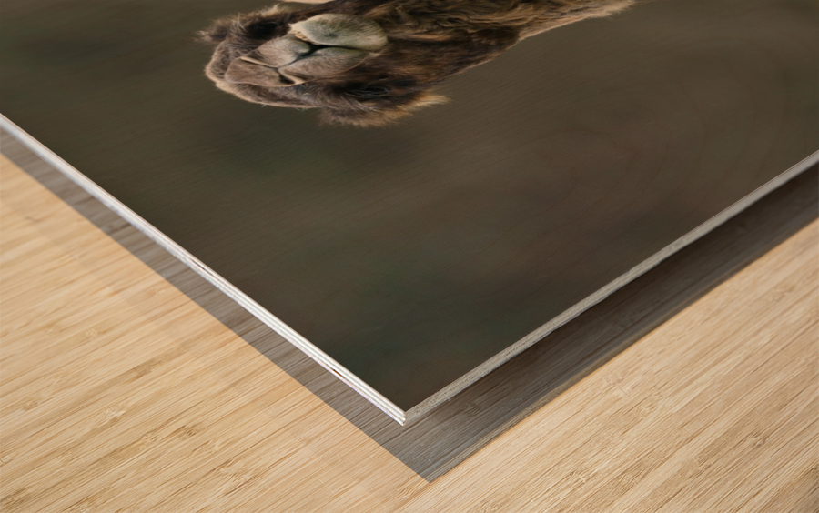 Camel Wood print