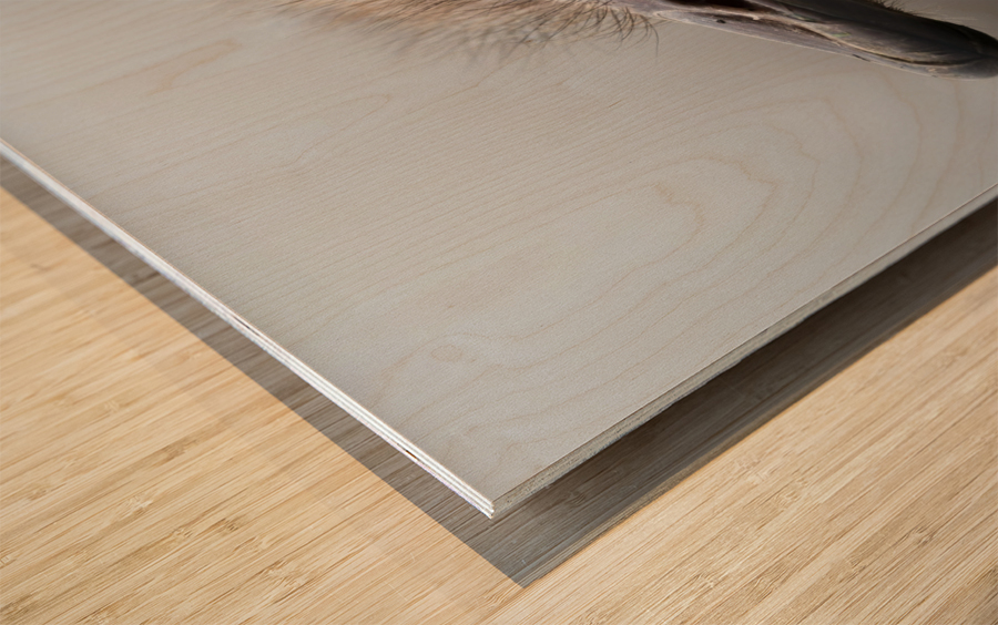 Ostrich Wood print