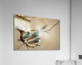 Perched Tree Swallows  Acrylic Print
