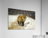 Fox in a Flurry  Acrylic Print