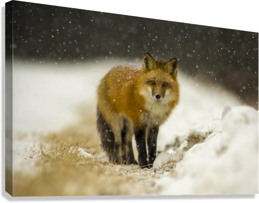 Fox in a Flurry  Canvas Print