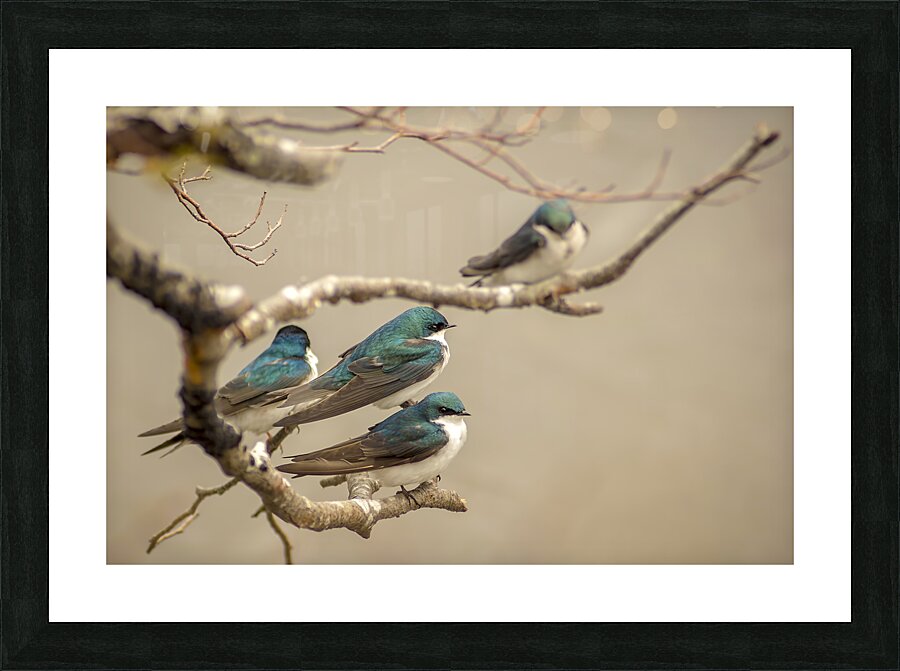 Perched Tree Swallows  Picture Frame print