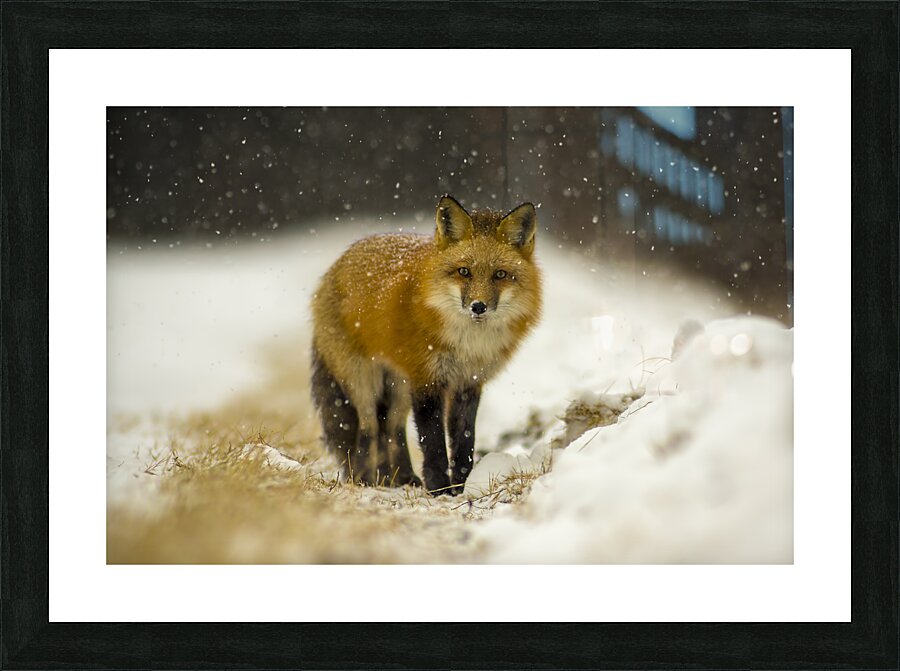 Fox in a Flurry  Picture Frame print