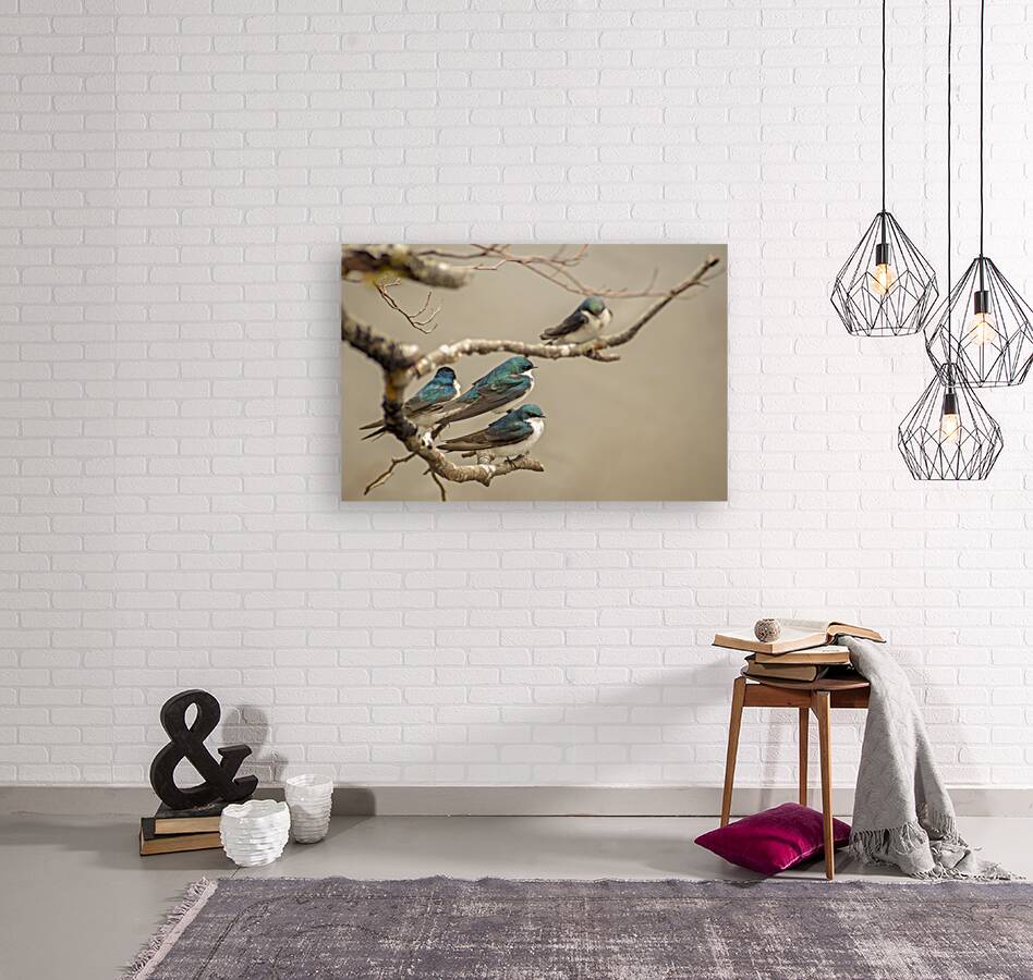 Perched Tree Swallows  Reproduction