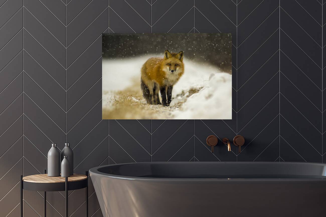 Fox in a Flurry  Reproduction
