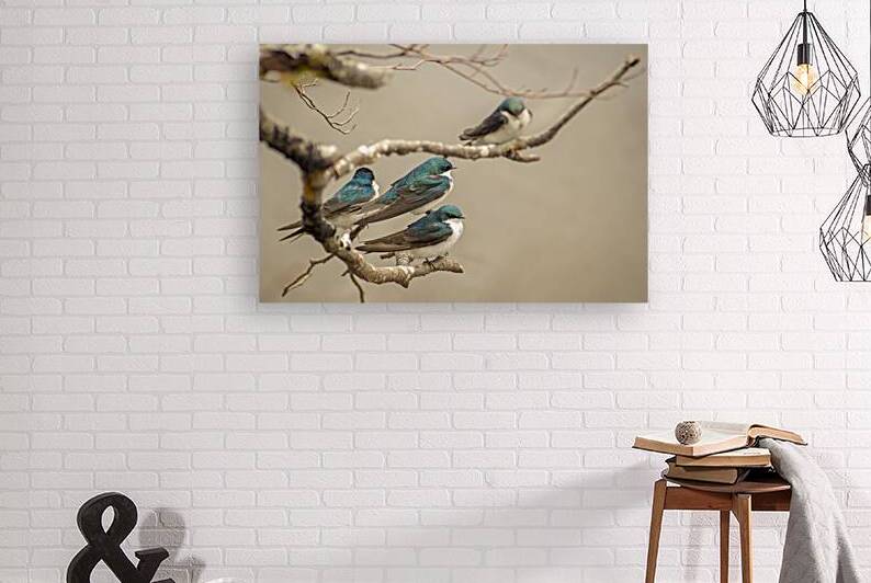 Perched Tree Swallows  by Kris Tynski Photography