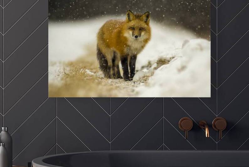 Fox in a Flurry  by Kris Tynski Photography