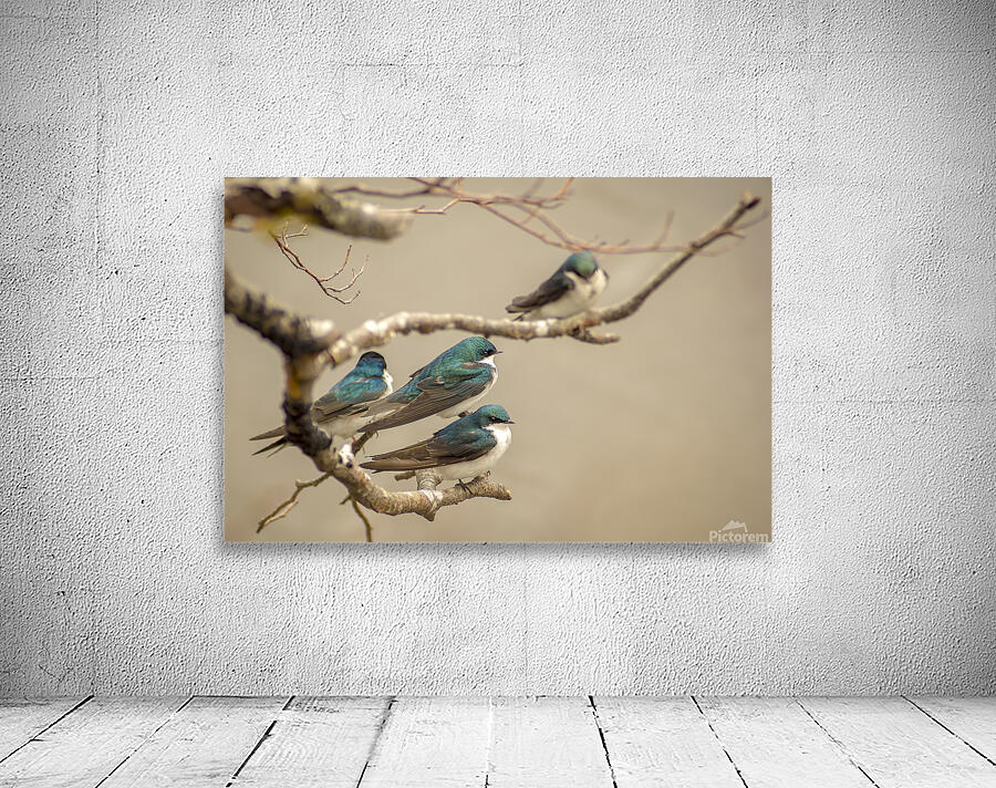 Perched Tree Swallows  Wall Preview