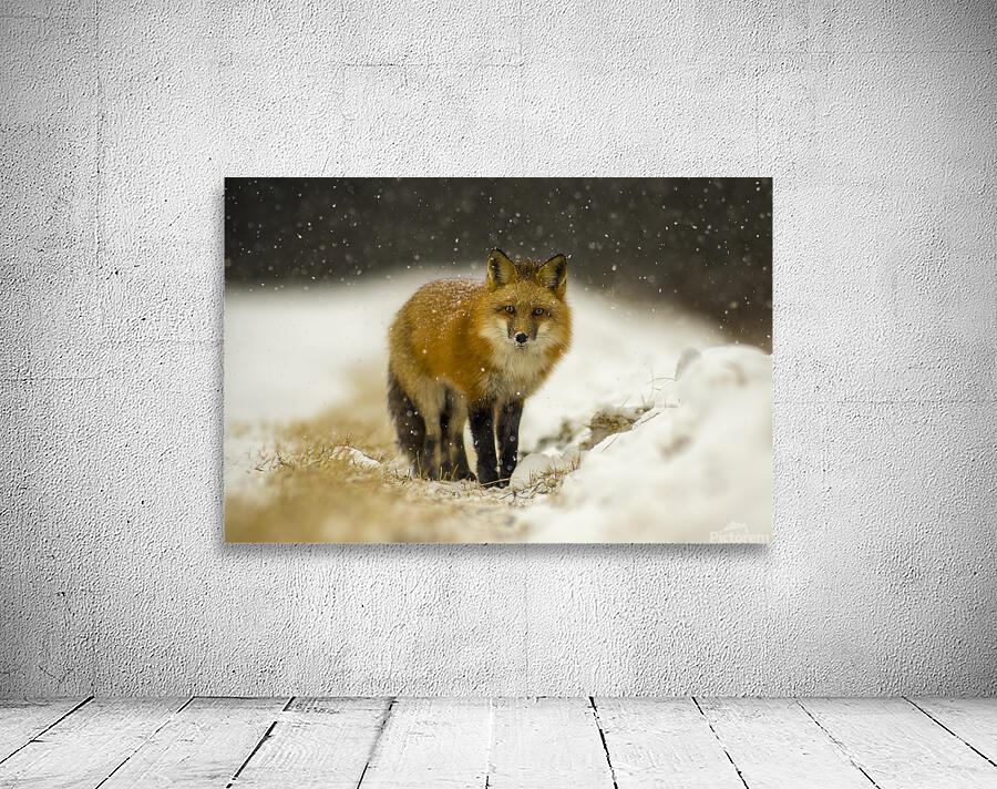 Fox in a Flurry  Wall Preview