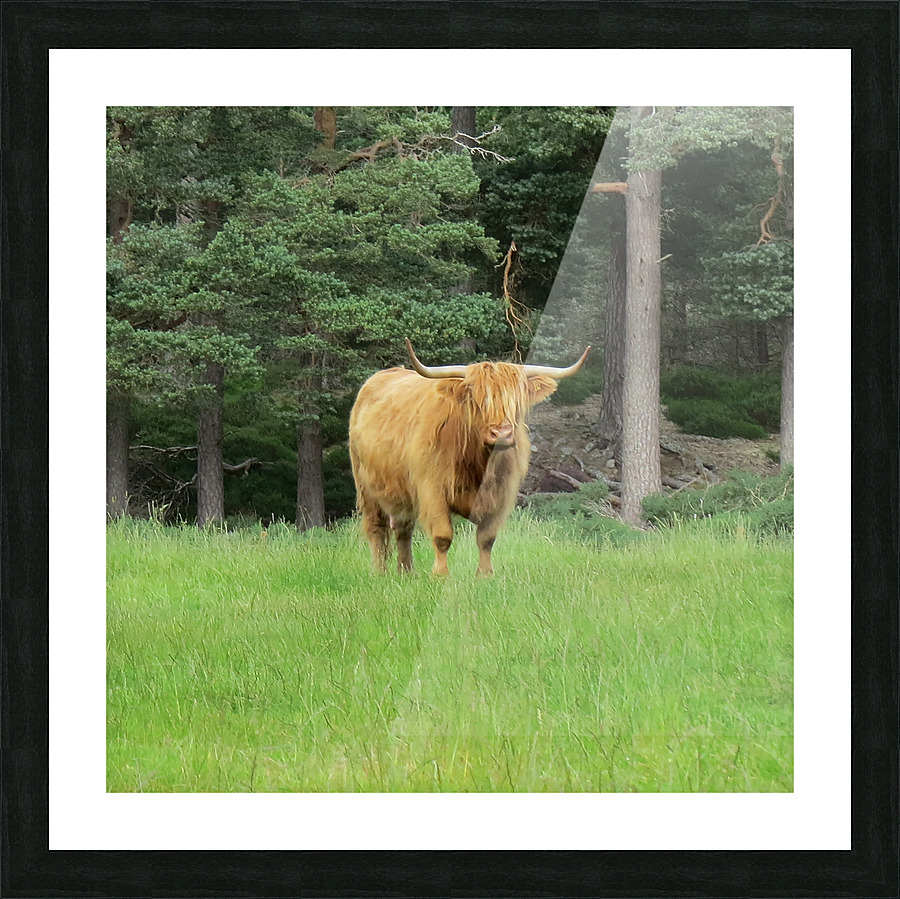 Scottish Bull - square Picture Frame print
