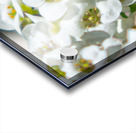 Pollinating Bee Acrylic print