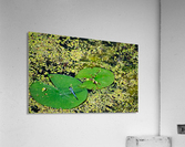 Dragonfly on Lily Pads Acrylic Print