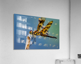 Dragonfly Macro Acrylic Print