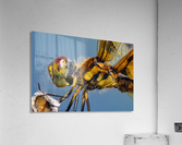 Dragonfly Macro Acrylic Print