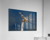 Dragonfly Macro Acrylic Print