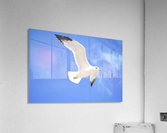 Seagull Overhead Acrylic Print