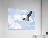 Flying Seagull Acrylic Print