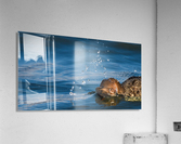 Diving Merganser Acrylic Print