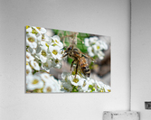 Pollinating Bee Acrylic Print