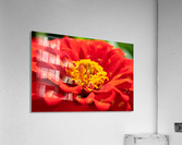 Red Flower Acrylic Print