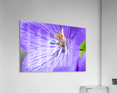 Pollinating Bee Acrylic Print