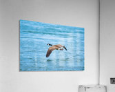 Gliding Geese Acrylic Print