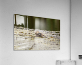 Laid Back Duckling Acrylic Print