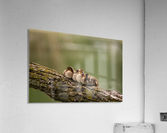 Sleepy Ducklings Acrylic Print
