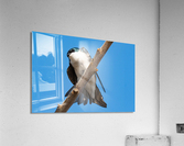 Tree Swallow Acrylic Print
