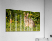 Bunny Portrait Acrylic Print