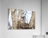 Owl Acrylic Print