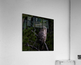 Great Gray Owl Acrylic Print