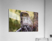 Great Gray Owl Acrylic Print
