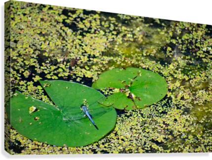 Dragonfly on Lily Pads Canvas Print
